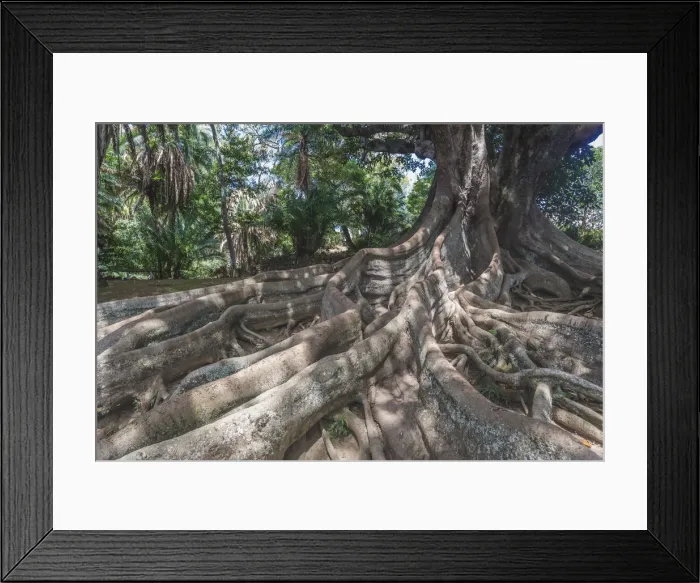 Framed Print : An old tree in Jardim Jose do Canto in Ponta Delgada on the island of Sao Miguel Framed Print : An old tree in Jardim Jose do Canto in Ponta Delgada on the island of Sao Miguel