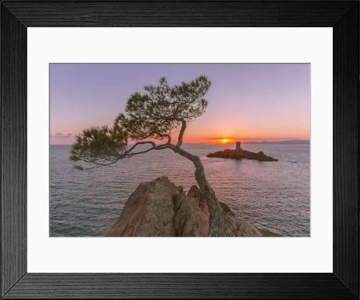 Framed Print : Close up of maritime pine on the Dramont coast and the ale d Or in the background
