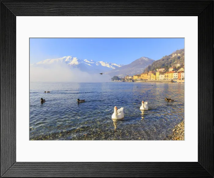 Framed Print : Swans and mallards swim in the lake near the village of Domaso, Como Lake, Lombardy Framed Print : Swans and mallards swim in the lake near the village of Domaso, Como Lake, Lombardy