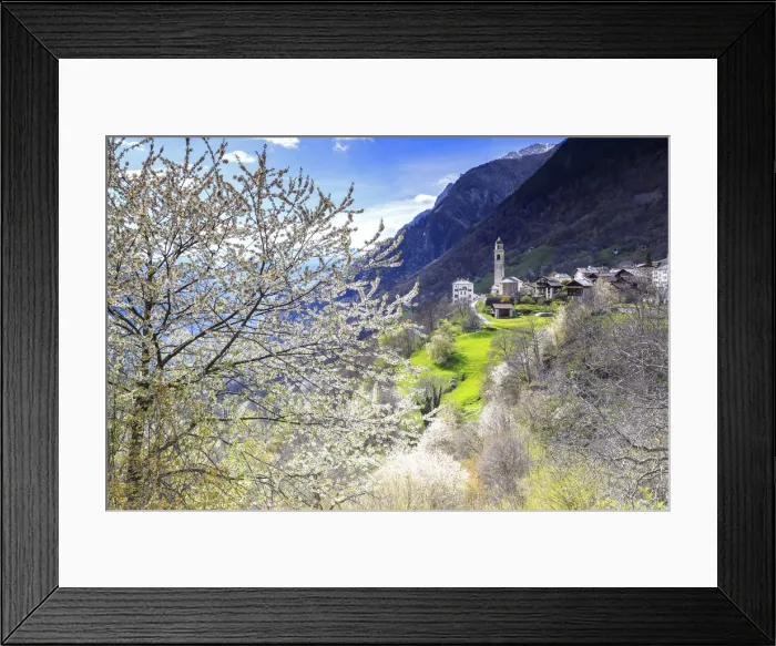 Framed Print : Cherry blossom in Soglio, Val Bregaglia(Bregaglia Valley), Graub√ºnden, Switzerland