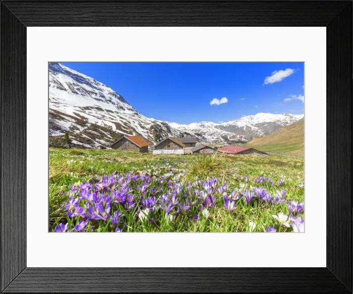 Framed Print : Flowering of purple Crocus nivea near a small village at Julier Pass, Parc Ela, Region Framed Print : Flowering of purple Crocus nivea near a small village at Julier Pass, Parc Ela, Region