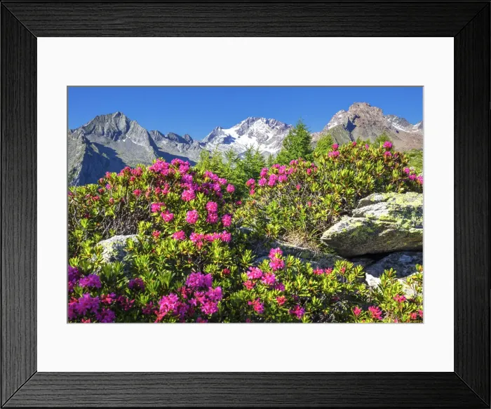 Framed Print : Flowering of rhododendrons with Mount Disgrazia in the background. Mount Scermendone Framed Print : Flowering of rhododendrons with Mount Disgrazia in the background. Mount Scermendone