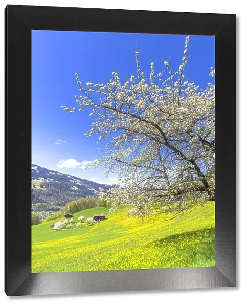 Spring blooms in Sankt Antonien, Prattigau valley, District of Prattigau  /  Davos, Canton