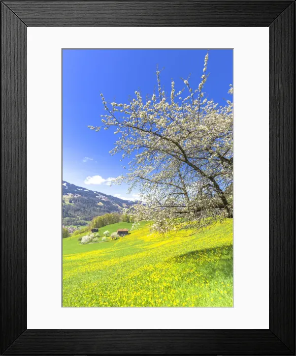 Framed Print : Spring blooms in Sankt Antonien, Prattigau valley, District of Prattigau / Davos, Canton Framed Print : Spring blooms in Sankt Antonien, Prattigau valley, District of Prattigau / Davos, Canton