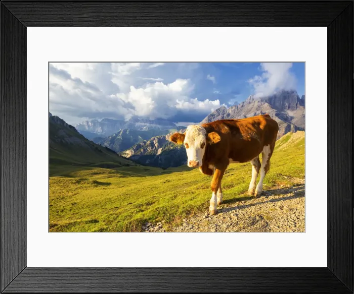 Framed Print : Grazing cow at San Nicolo Pass, Fassa Valley, Trentino, Dolomites, Italy, Europe Framed Print : Grazing cow at San Nicolo Pass, Fassa Valley, Trentino, Dolomites, Italy, Europe
