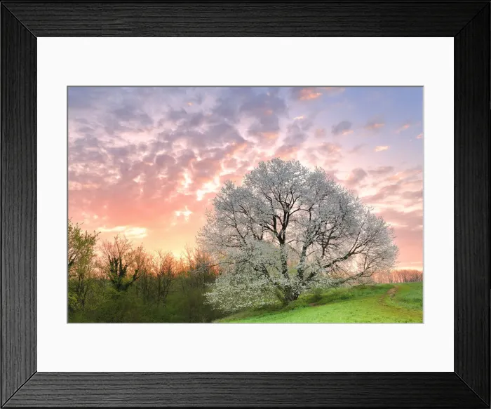 Framed Print : Sunrise at the monumental cherry tree in bloom Framed Print : Sunrise at the monumental cherry tree in bloom