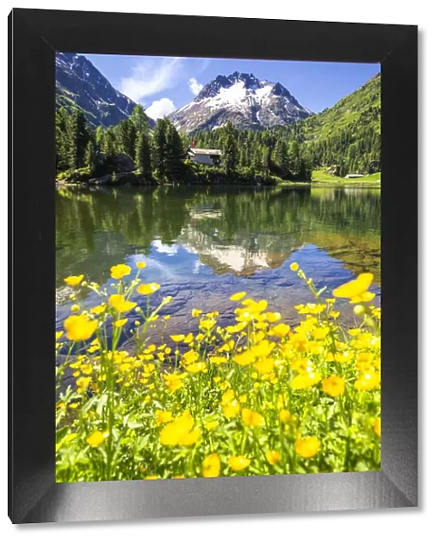Summer flowering at Lake Cavloc, Forno Valley, Maloja Pass, Engadin, Graubunden