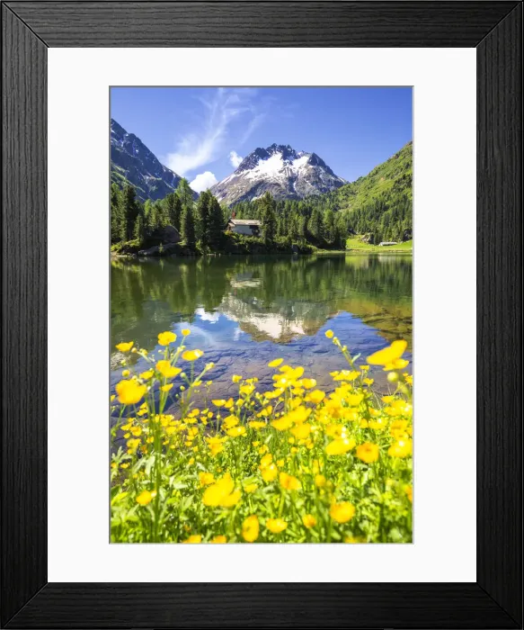 Framed Print : Summer flowering at Lake Cavloc, Forno Valley, Maloja Pass, Engadin, Graubunden Framed Print : Summer flowering at Lake Cavloc, Forno Valley, Maloja Pass, Engadin, Graubunden