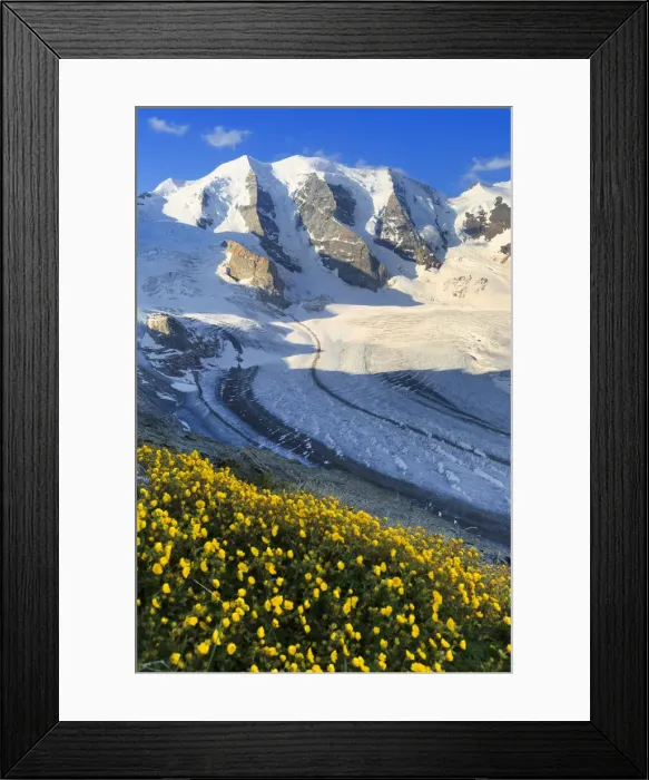 Framed Print : Summer flowering above the Vedret Pers Glacier. Diavolezza Refuge, Bernina Pass, Engadin Framed Print : Summer flowering above the Vedret Pers Glacier. Diavolezza Refuge, Bernina Pass, Engadin
