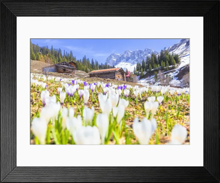 Framed Print : Flowering of Crocus nivea in Partnun with the Ratikon mountain range in the background Framed Print : Flowering of Crocus nivea in Partnun with the Ratikon mountain range in the background