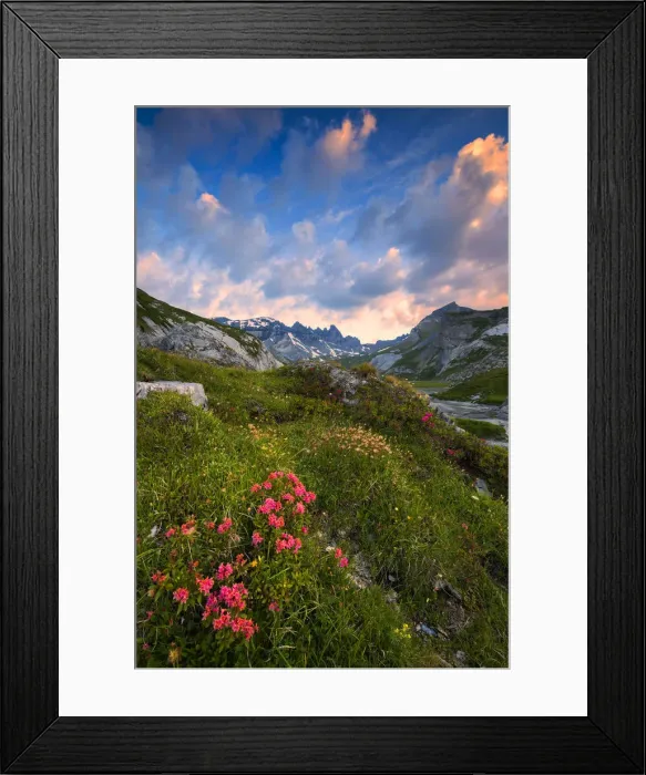 Framed Print : Flowering of Rhododendrons at sunrise. Unterer Segnesboden, Flims, District of Imboden