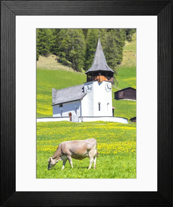 Framed Print : Cow grazing in front of the church of Davos Frauenkirch, Parc Ela, Prettigau / Davos Framed Print : Cow grazing in front of the church of Davos Frauenkirch, Parc Ela, Prettigau / Davos