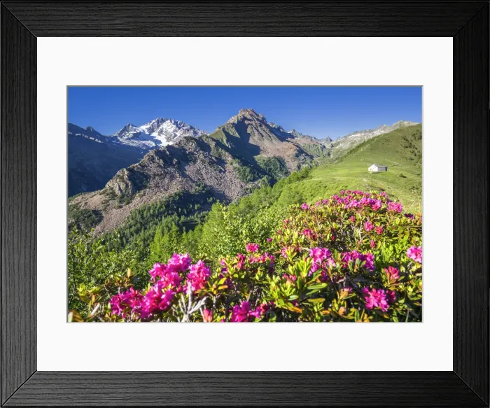 Framed Print : Flowering of rhododendrons with Mount Disgrazia and mountain church in the background Framed Print : Flowering of rhododendrons with Mount Disgrazia and mountain church in the background