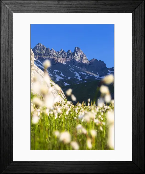 Framed Print : Flowering of cotton grass with Tschingelhorner peak in the background Framed Print : Flowering of cotton grass with Tschingelhorner peak in the background