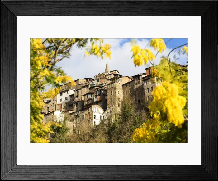 Framed Print : Blooming of mimosa flowers at Apricale, Province of Imperia, Liguria, Italy