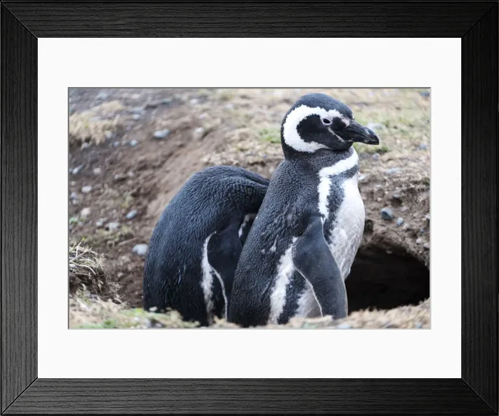 Framed Print : South America, Chile, Patagonia, Tierra del Fuego, Magellanic penguins (Spheniscus