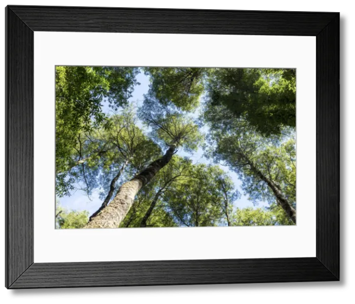 Framed Print : South America, Chile, Patagonia, Decima Region, Puelo, Puelo River, Valdivian temperate Framed Print : South America, Chile, Patagonia, Decima Region, Puelo, Puelo River, Valdivian temperate
