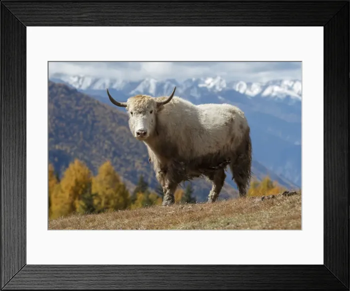 Framed Print : Asia, China, Sichuan Province, Shuangqiao Valley, Xiaojin County, Yak Framed Print : Asia, China, Sichuan Province, Shuangqiao Valley, Xiaojin County, Yak
