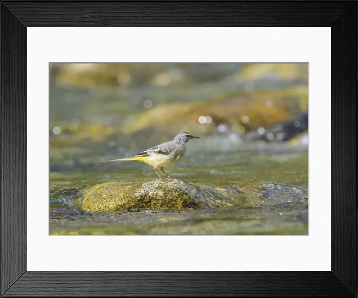 Framed Print : Lombardy, Italy. Grey Wagtail Framed Print : Lombardy, Italy. Grey Wagtail