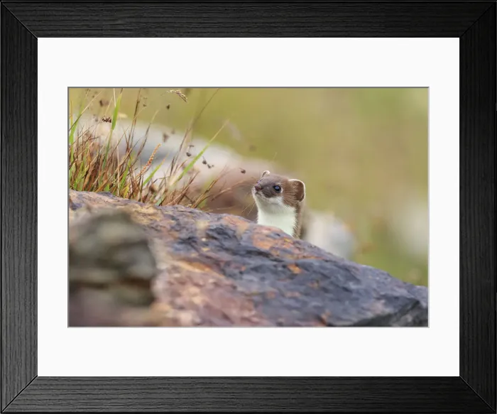 Framed Print : Stelvio National Park, Lombardy. Italy. Ermine
