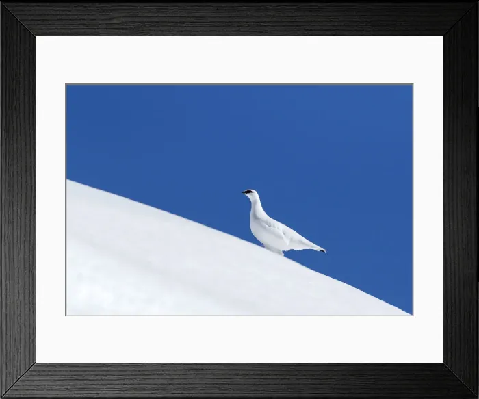 Framed Print : Stelvio National Park, Trentino Alto Adige, Italy. Ptarmigan Framed Print : Stelvio National Park, Trentino Alto Adige, Italy. Ptarmigan