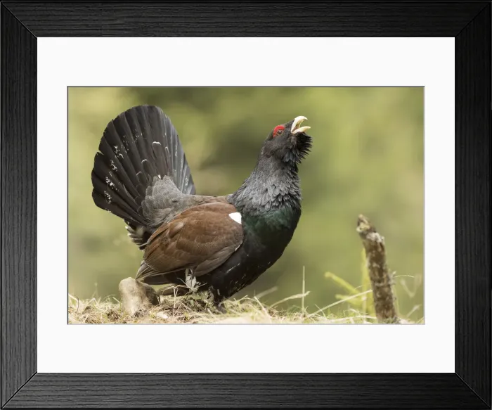 Framed Print : Trentino Alto Adige, Italy. Capercaillie Framed Print : Trentino Alto Adige, Italy. Capercaillie