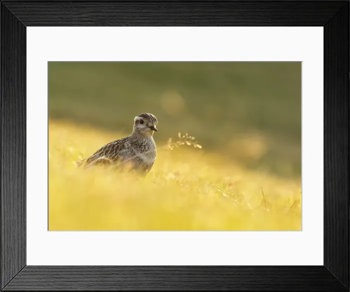 Framed Print : Trentino Alto Adige, Italy. Eurasian dotterel