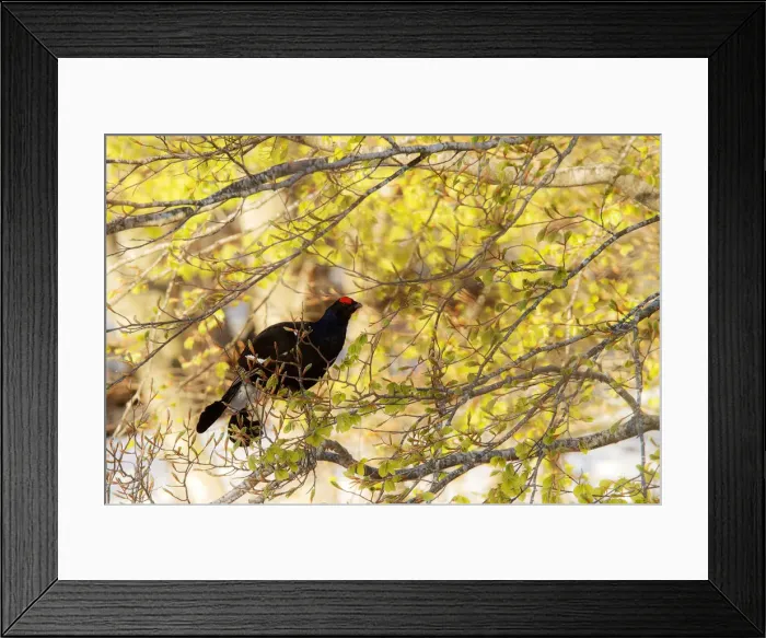 Framed Print : Lombardy, Italy. Black grouse Framed Print : Lombardy, Italy. Black grouse