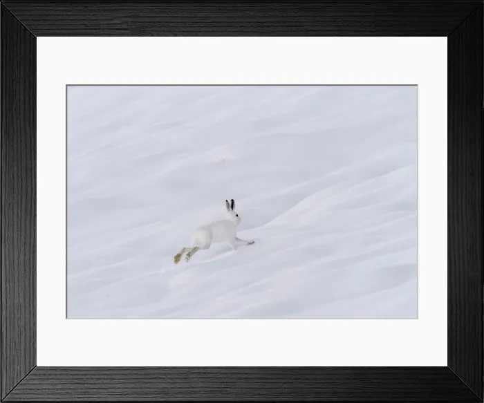 Framed Print : Lombardy, Italy. Mountain hare Framed Print : Lombardy, Italy. Mountain hare