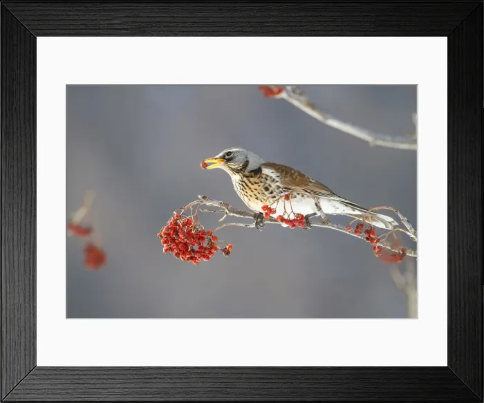 Framed Print : Lombardy, Italy. Fieldfare Framed Print : Lombardy, Italy. Fieldfare
