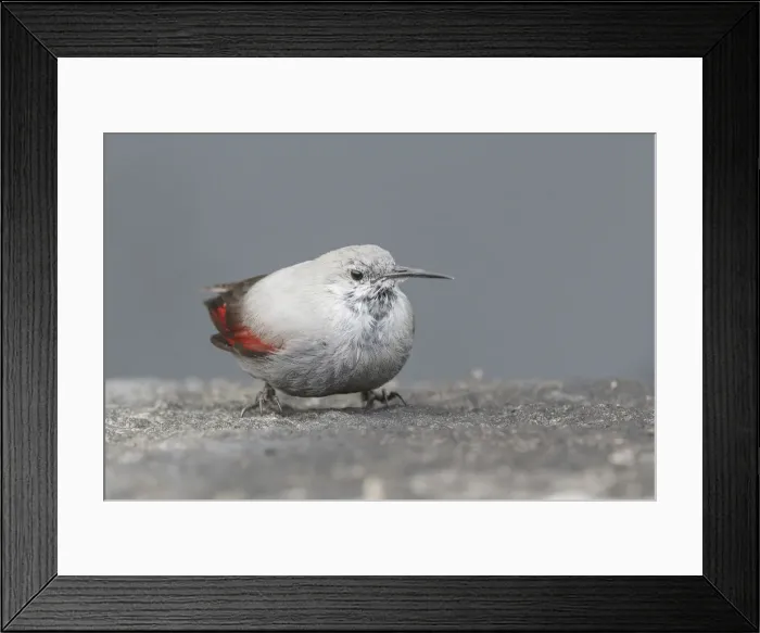 Framed Print : Iseo Lake, Lombardy, Italy. Wallcreeper Framed Print : Iseo Lake, Lombardy, Italy. Wallcreeper