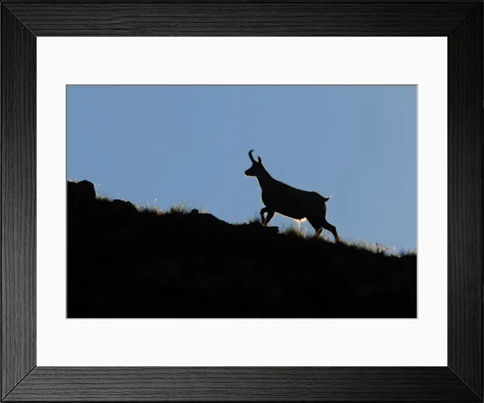Framed Print : Lombardy, Italy. Chamois Framed Print : Lombardy, Italy. Chamois