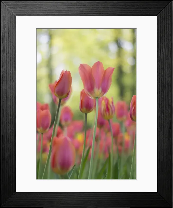 Framed Print : Keukenhof, Lisse - Holland Framed Print : Keukenhof, Lisse - Holland