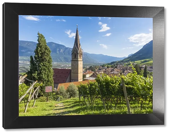 Termeno, Bolzano province, Trentino Alto Adige, Italy Views of the vineyards and the