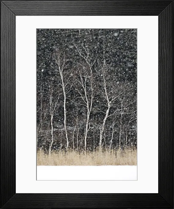 Framed Print : Japanese maple trees surrounding the frozen Onneto lake shores in snwostorm, Hokkaido Framed Print : Japanese maple trees surrounding the frozen Onneto lake shores in snwostorm, Hokkaido
