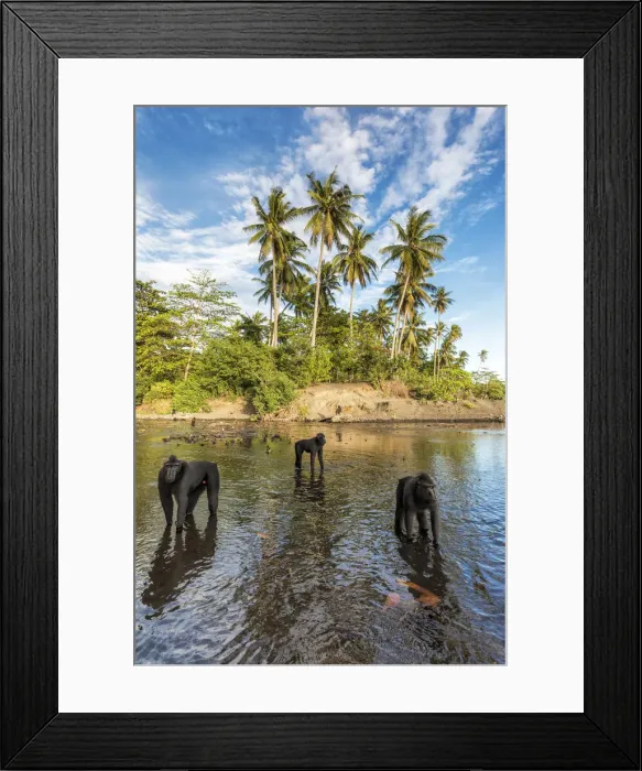 Framed Print : Black crested macaque, macaca nigra, Tangkoko National Park, Northern Sulawesi, Indonesia Framed Print : Black crested macaque, macaca nigra, Tangkoko National Park, Northern Sulawesi, Indonesia