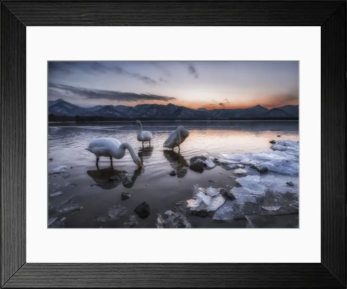 Framed Print : Whooper swan, Kotan onsen, east coast of Lake Kussharo, Eastern Hokkaido, Japan Framed Print : Whooper swan, Kotan onsen, east coast of Lake Kussharo, Eastern Hokkaido, Japan