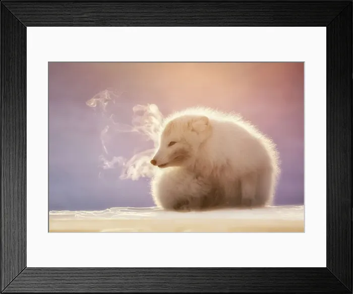 Framed Print : Arctic fox (Alopex lagopus), Billenfjorden, Pyramiden, Spitsbergen, Svalbard, Norway Framed Print : Arctic fox (Alopex lagopus), Billenfjorden, Pyramiden, Spitsbergen, Svalbard, Norway