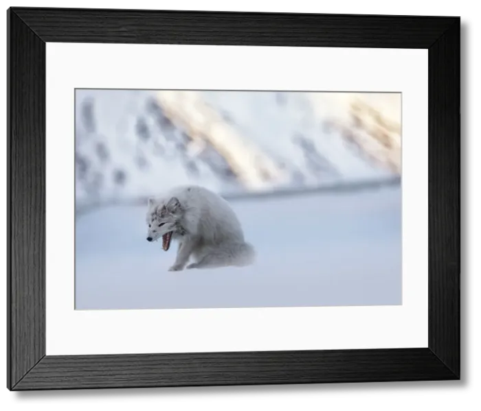 Framed Print : Arctic fox in Pyramiden, (Vulpes lagopus), Billefjorden, Spitsbergen, Svalbard Framed Print : Arctic fox in Pyramiden, (Vulpes lagopus), Billefjorden, Spitsbergen, Svalbard