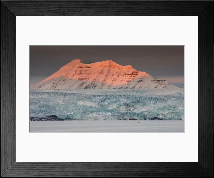 Framed Print : Polar bear (ursus maritimus) in Billefjorden, near Pyramiden, in western Spitsbergen Framed Print : Polar bear (ursus maritimus) in Billefjorden, near Pyramiden, in western Spitsbergen