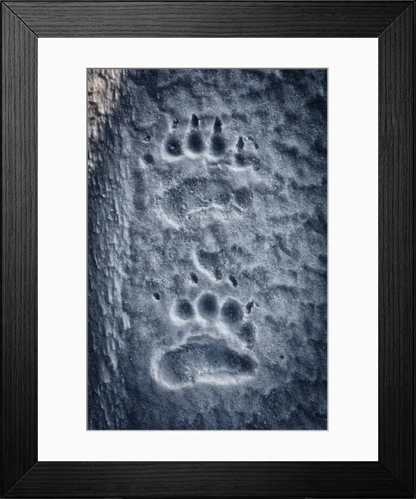 Framed Print : Polar bear (ursus maritimus) prints on snow, Spistbergen East Coast, Svalbard Framed Print : Polar bear (ursus maritimus) prints on snow, Spistbergen East Coast, Svalbard