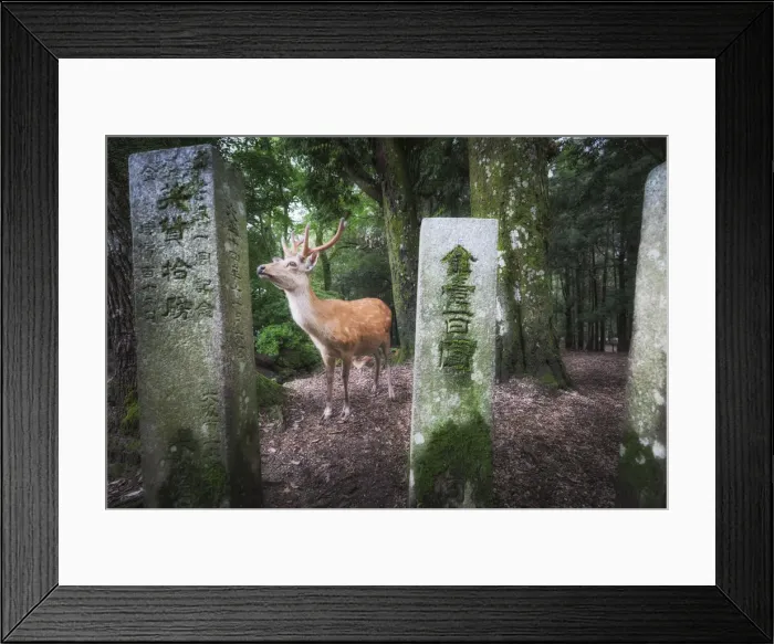 Framed Print : Male deer in Nara, Honshu, Japan Framed Print : Male deer in Nara, Honshu, Japan