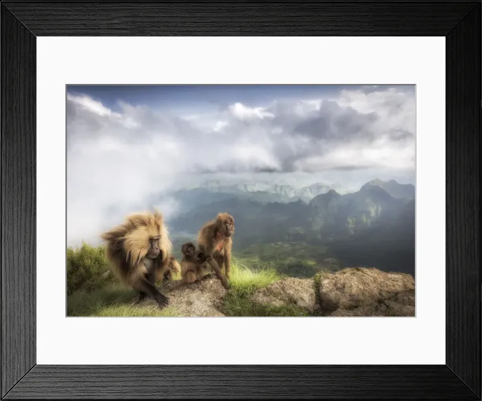 Framed Print : Gelada baboon family in Simien Mountains National Park, Northern Ethiopia Framed Print : Gelada baboon family in Simien Mountains National Park, Northern Ethiopia