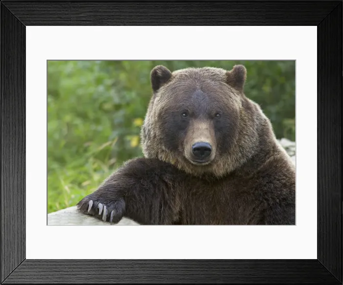 Framed Print : Grizzly bear portrait, Alaska Framed Print : Grizzly bear portrait, Alaska
