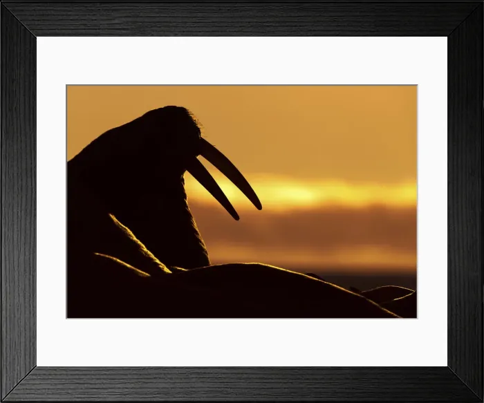 Framed Print : Silhouette of a walrus at sunrise, Moffen island, Svalbard, Norway Framed Print : Silhouette of a walrus at sunrise, Moffen island, Svalbard, Norway
