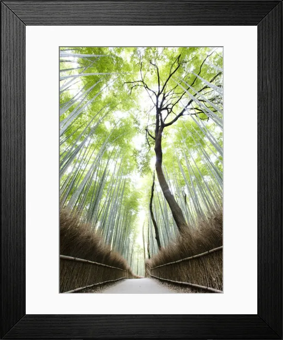 Framed Print : Bamboo forest in Arashiyama, Kyoto, Japan Framed Print : Bamboo forest in Arashiyama, Kyoto, Japan