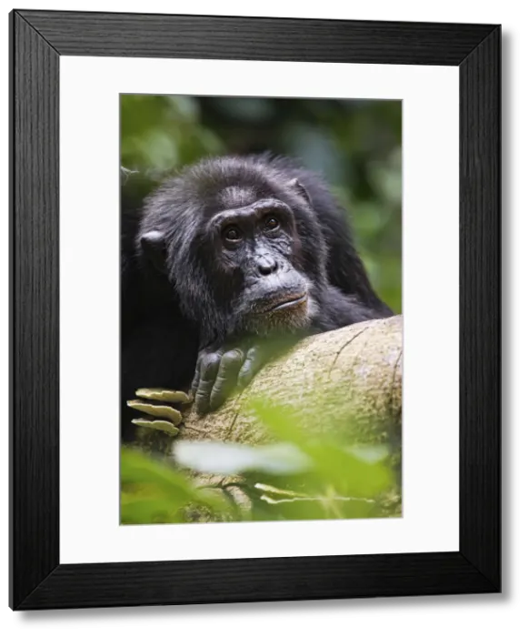 Framed Print : A male silverback gorilla in Bwindi, Uganda, Africa