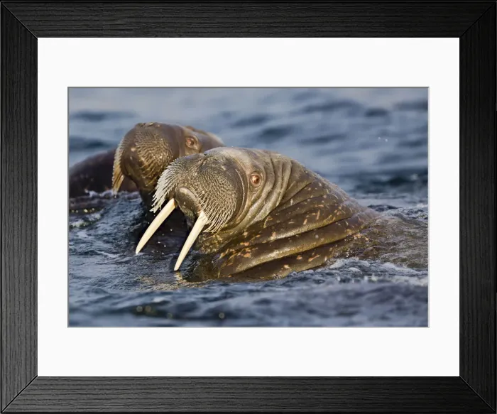 Framed Print : two walruses swimming in the high Arctic Ocean, Svalbard archipelago, Norway Framed Print : two walruses swimming in the high Arctic Ocean, Svalbard archipelago, Norway