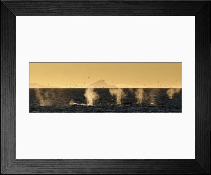 Framed Print : Minke whales feeding in svalbard, off Spitsbergen west coast, Norway
