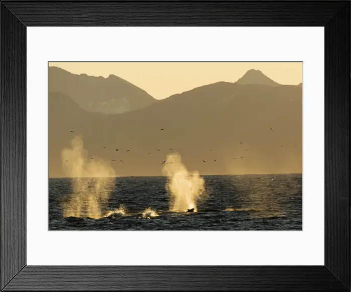 Framed Print : dolphin leaps in whale blow, Svalbard, Norway Framed Print : dolphin leaps in whale blow, Svalbard, Norway